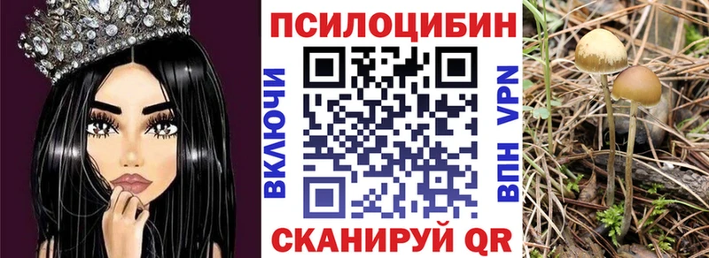 где продают наркотики  Городовиковск  Псилоцибиновые грибы Psilocybine cubensis 